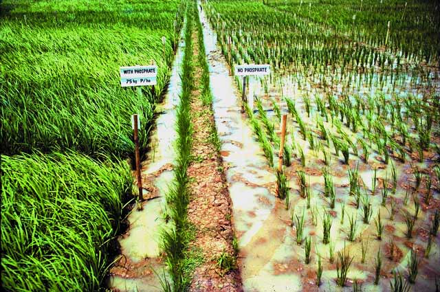 Eco-friendly way to increase quality of crops