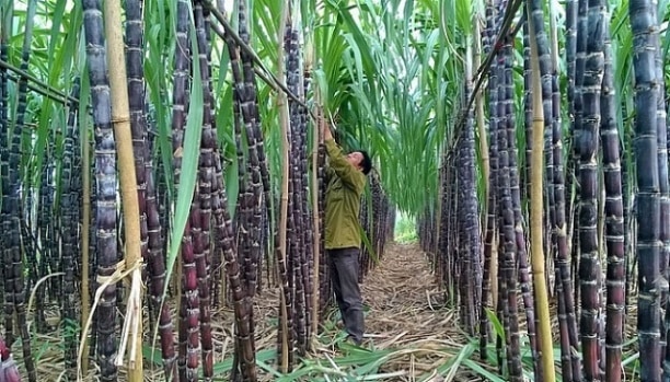 Sugarcane industry and environmental issues