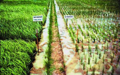 Eco-friendly way to increase quality of crops