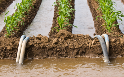 Wastewater solves the problem of water scarcity in agriculture