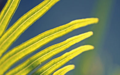 Fern absorbing toxins from mining soil found in Philippines