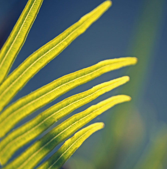 Fern absorbing toxins from mining soil found in Philippines