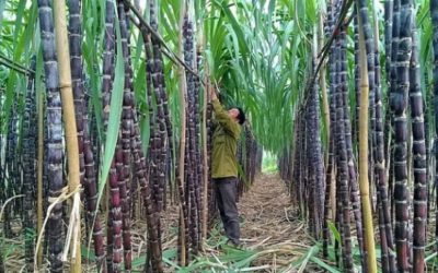 Sugarcane industry and environmental issues