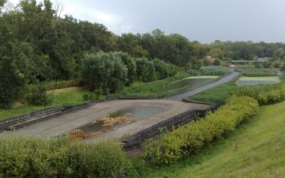 Constructed Wetland in Moscow illustrates New Methods of Monitoring