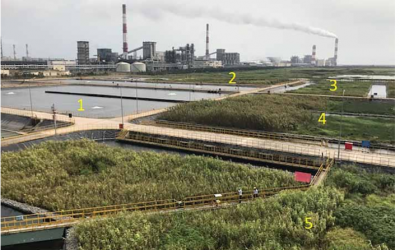 Hybrid Constructed Wetland Use for Industrial Wastewater Treatment