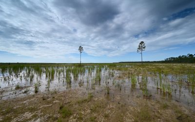 Choice of Wastewater Treatment Technology – Crucial for Ecosystem Restoration in your Region